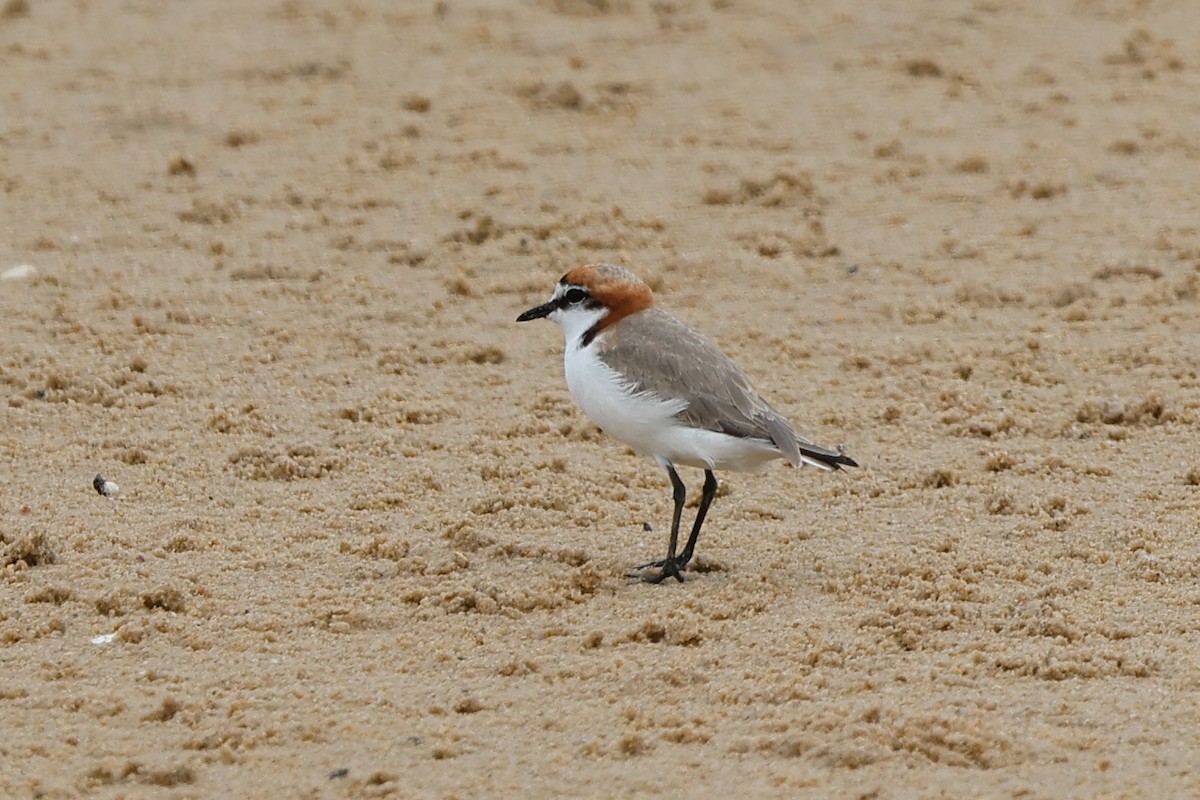 Red-capped Plover - ML612547190