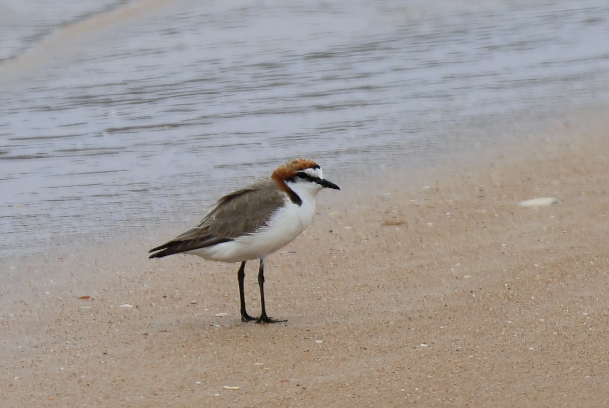 Red-capped Plover - ML612547191