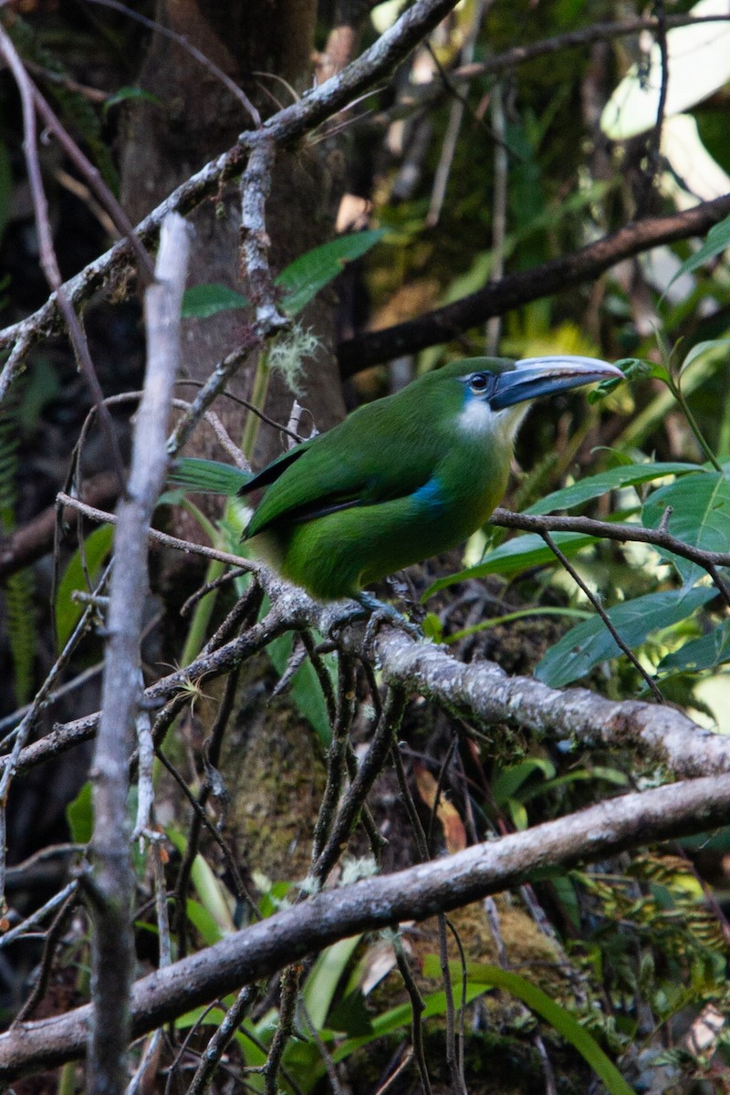 Blue-banded Toucanet - ML612547205