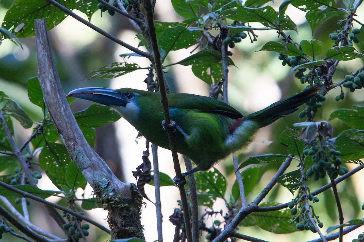 Blue-banded Toucanet - ML612547206