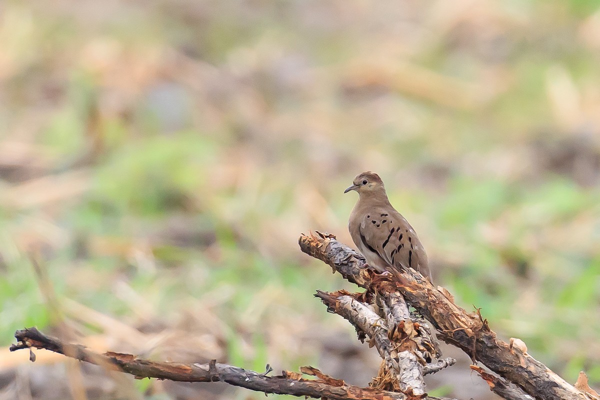 Ecuadorian Ground Dove - ML612547226