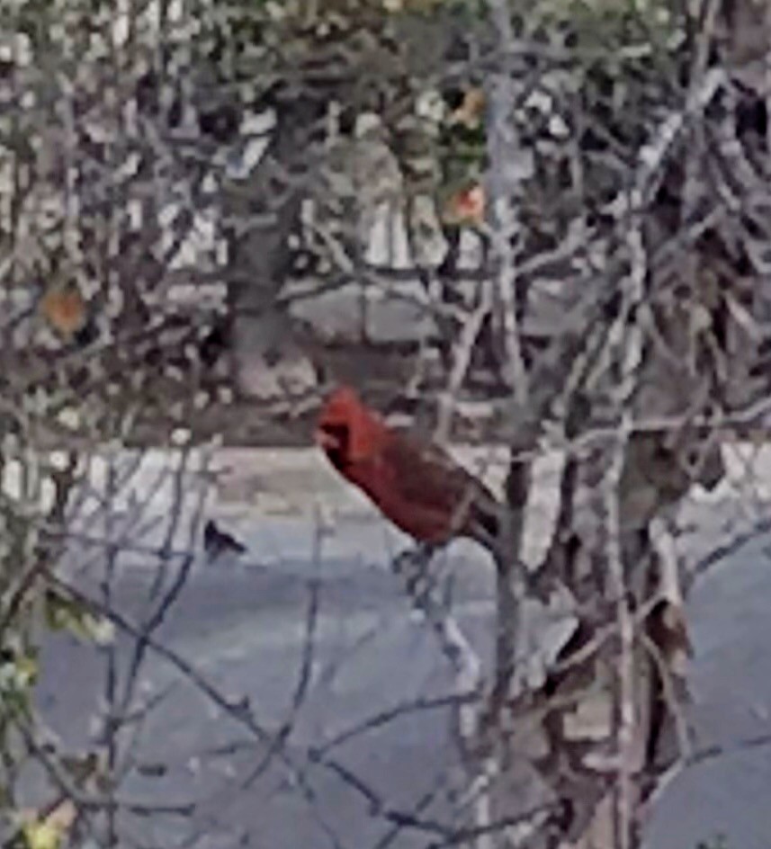 Northern Cardinal - Bruno LEVASSEUR