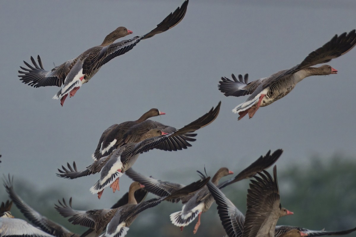 Greater White-fronted Goose - ML612547237