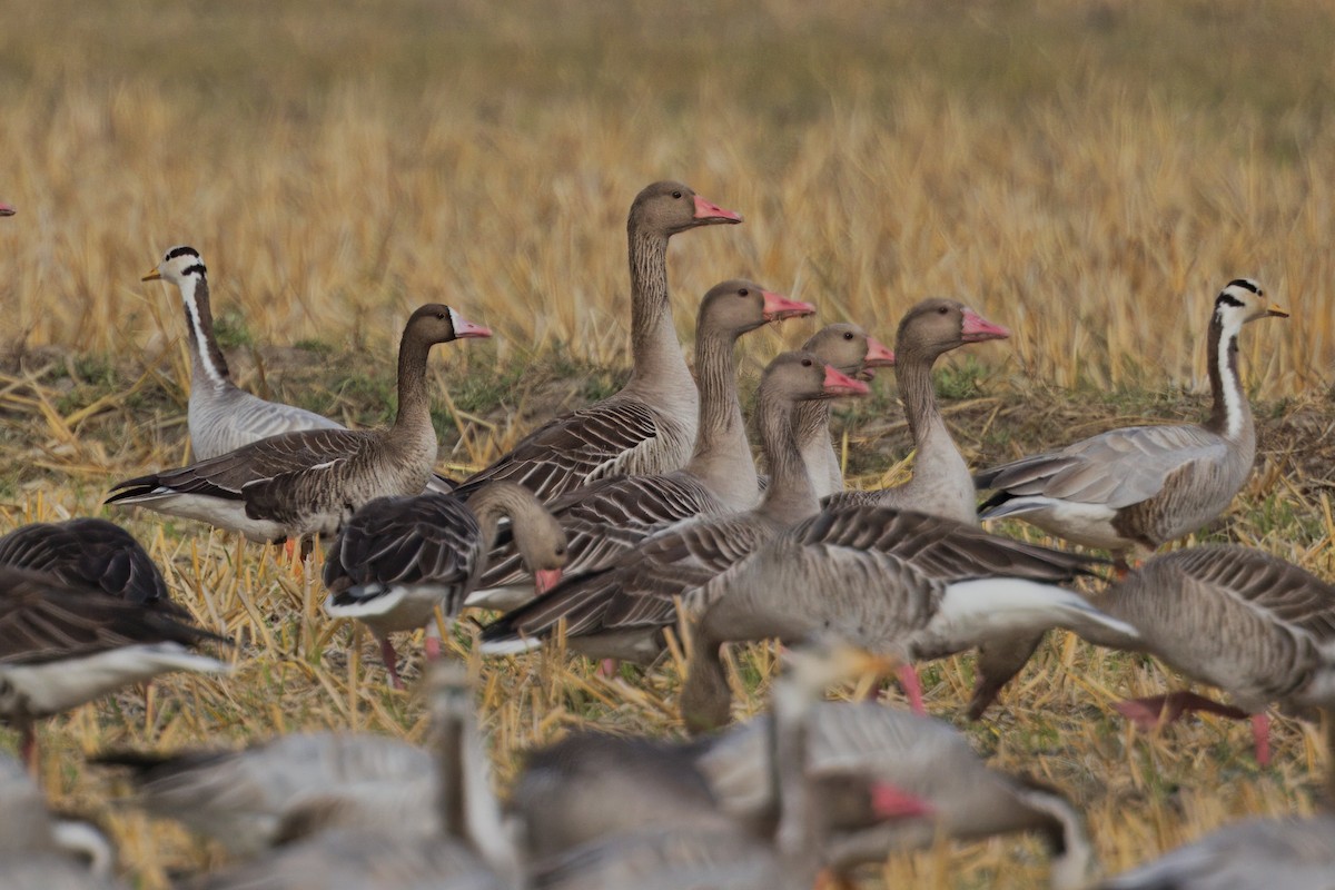 Greater White-fronted Goose - ML612547239