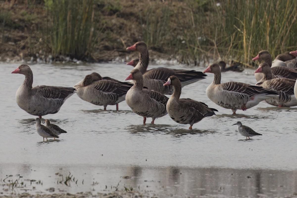 Greater White-fronted Goose - ML612547240