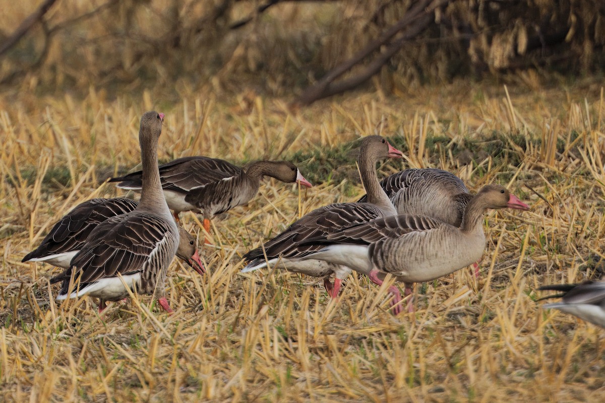 Greater White-fronted Goose - ML612547241