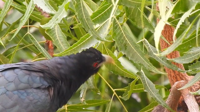 Asian Koel - ML612547270