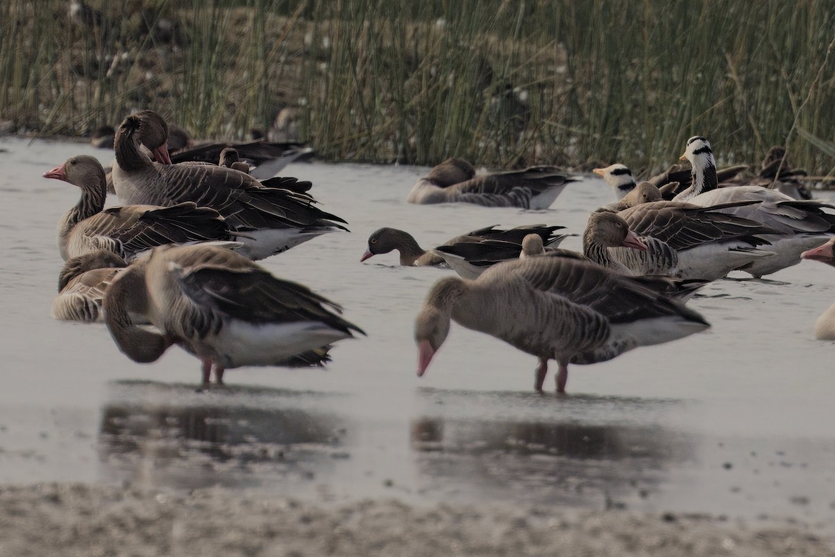 Lesser White-fronted Goose - ML612547275