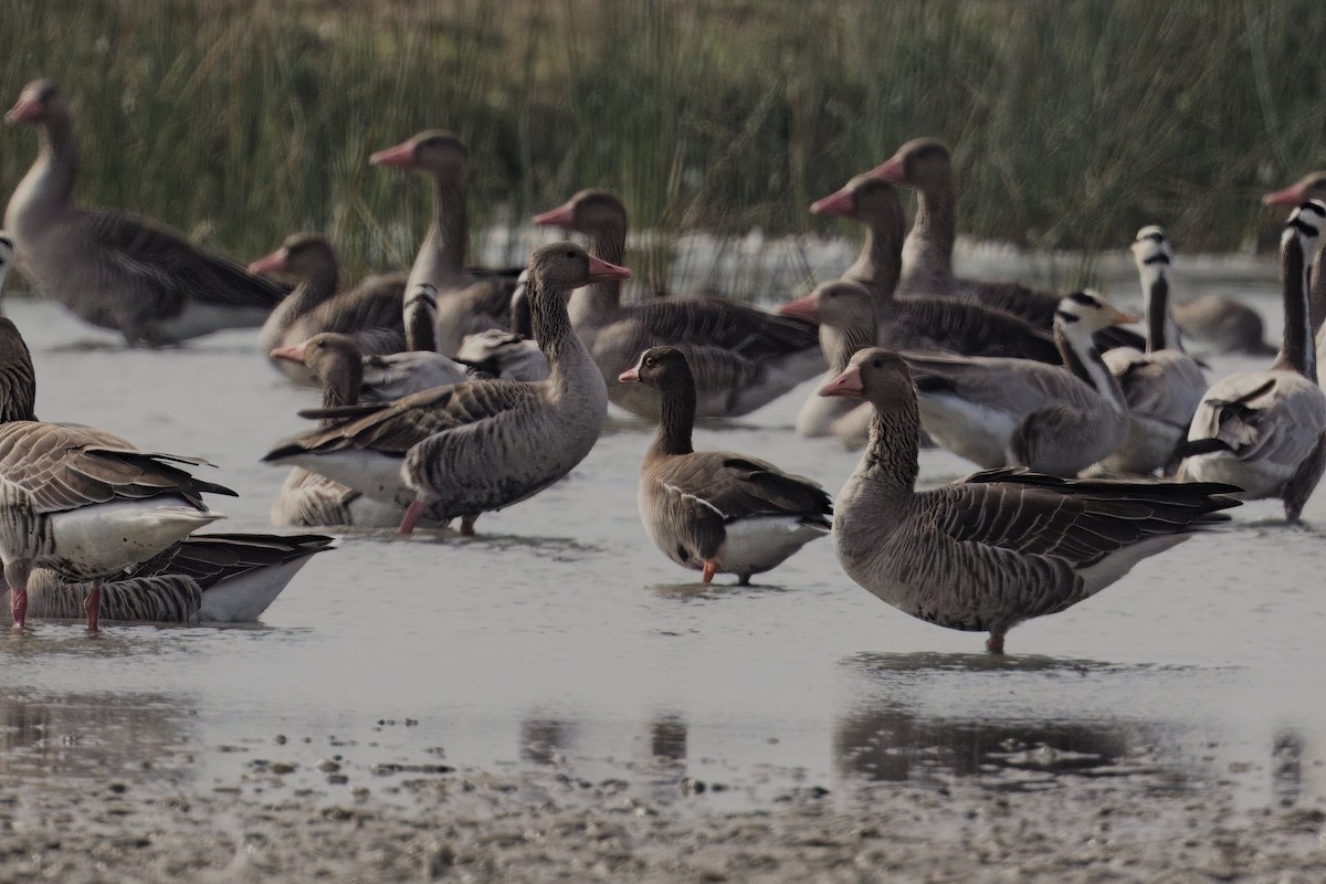 Lesser White-fronted Goose - ML612547276