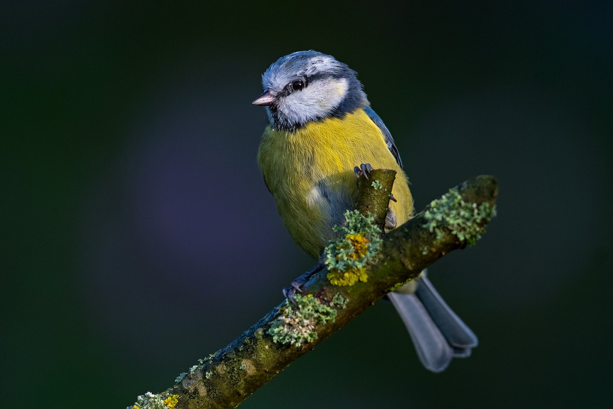 Eurasian Blue Tit - ML612547288