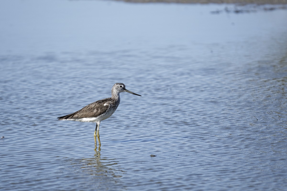 Common Greenshank - Bruno LEVASSEUR