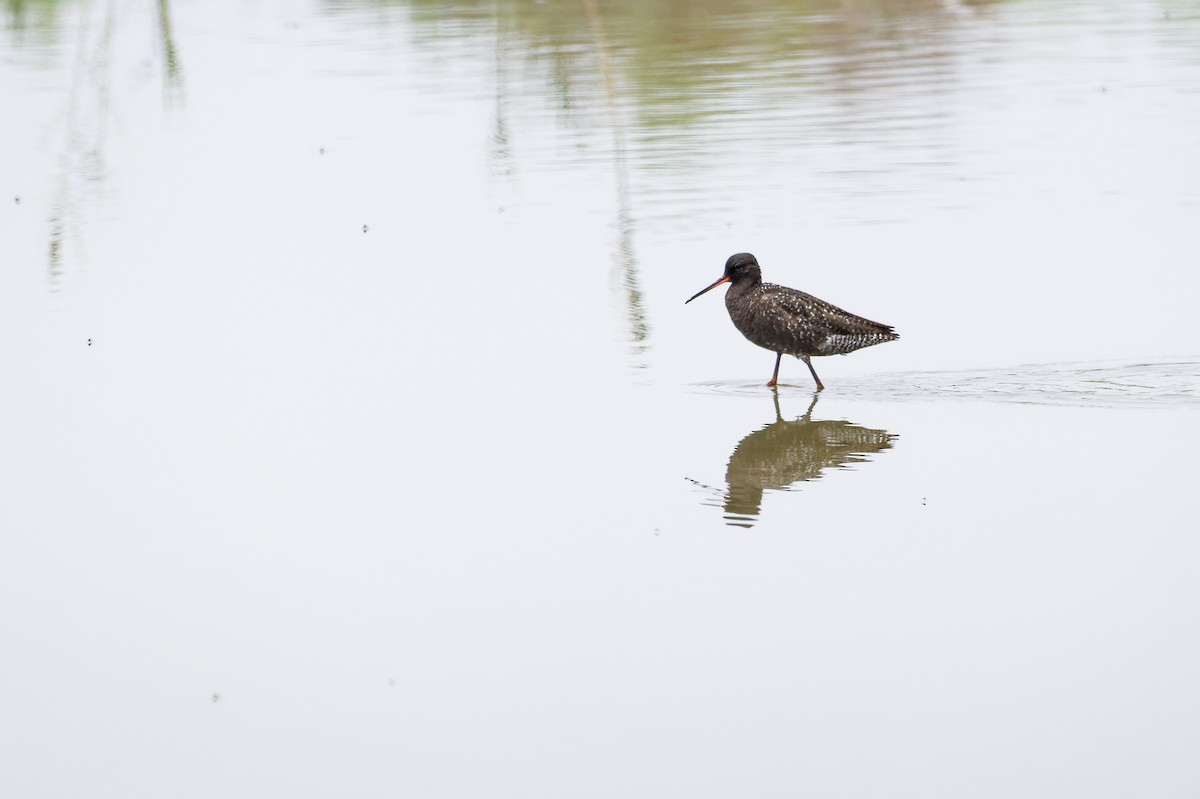 Spotted Redshank - Bruno LEVASSEUR