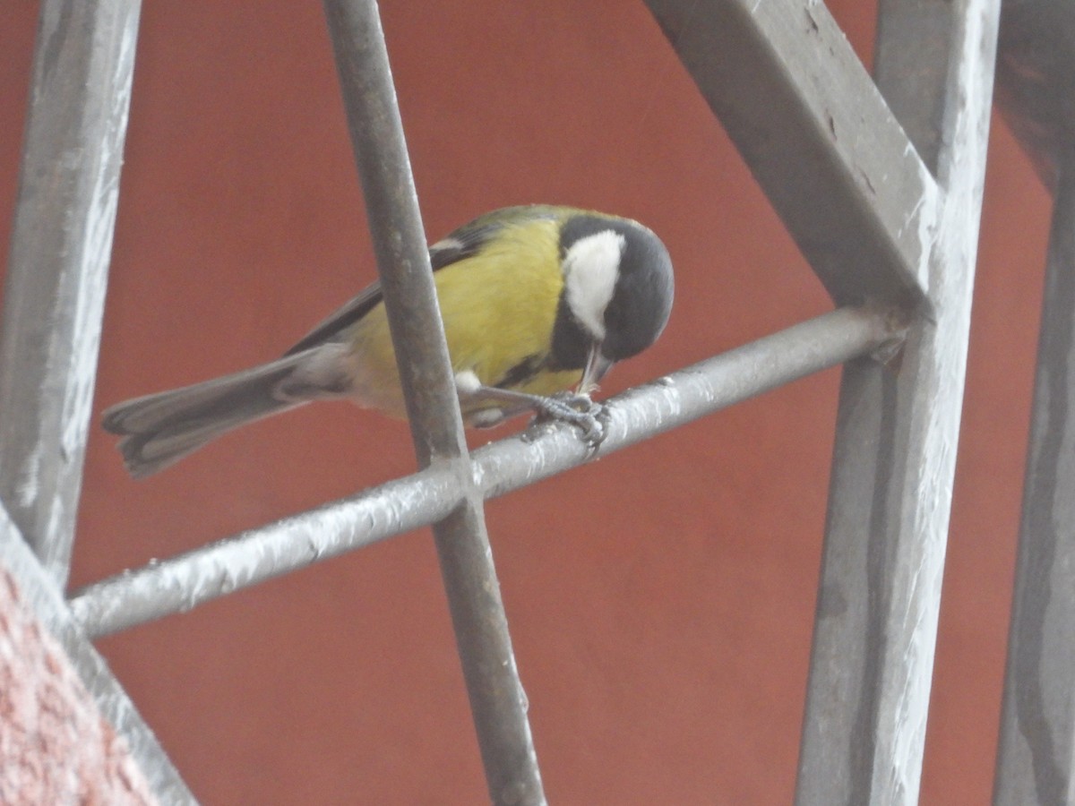 Great Tit - ML612547480