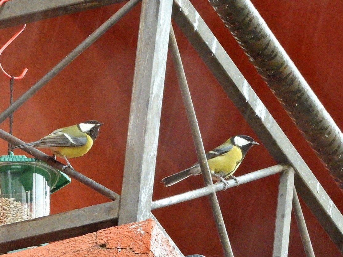 Great Tit - ML612547483