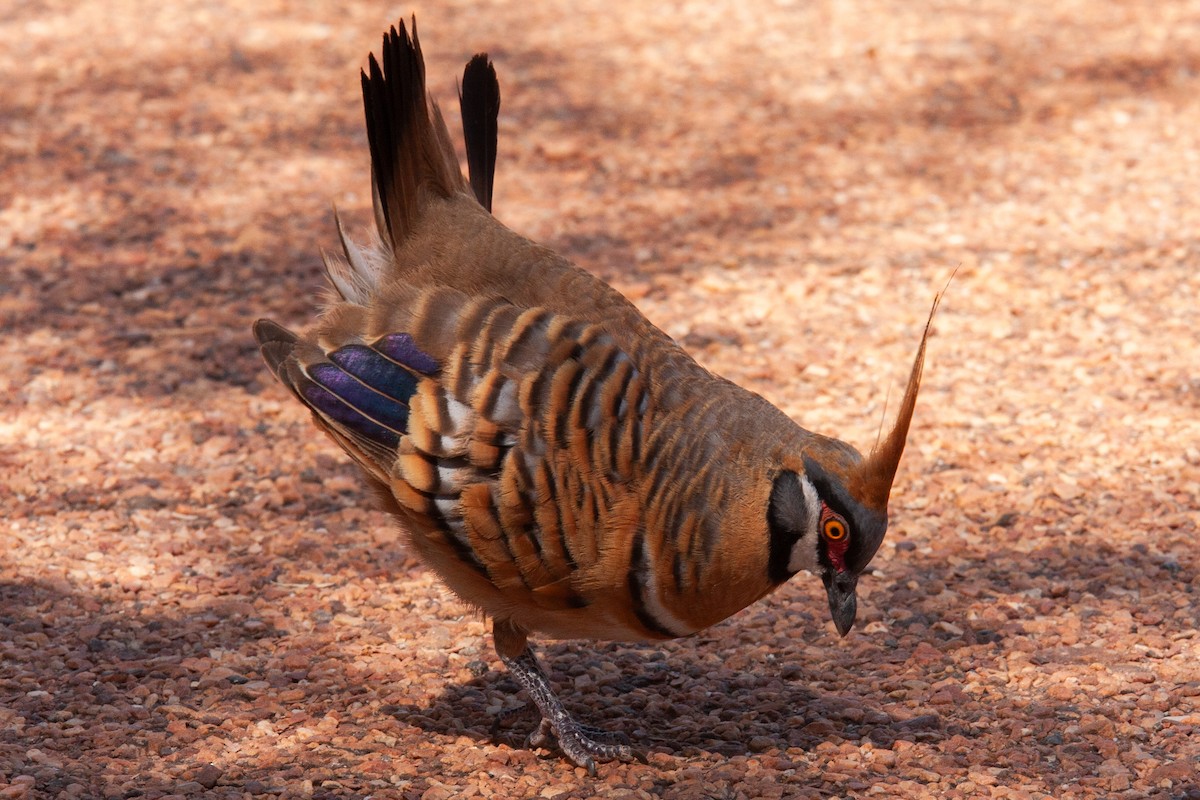 Spinifex Pigeon - ML612547540