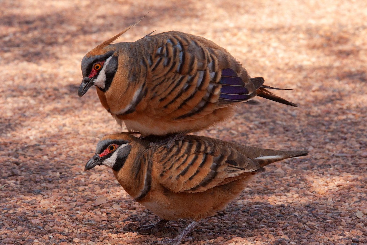Spinifex Pigeon - ML612547542