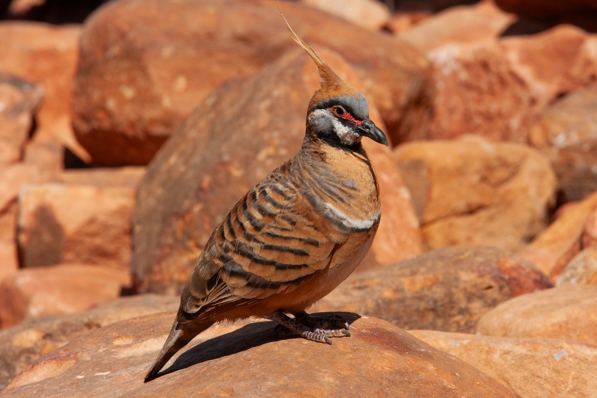 Spinifex Pigeon - ML612547543