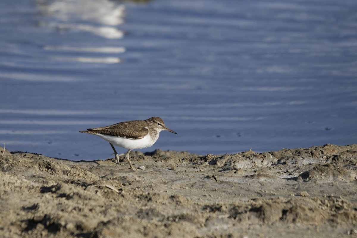 Common Sandpiper - ML612547638