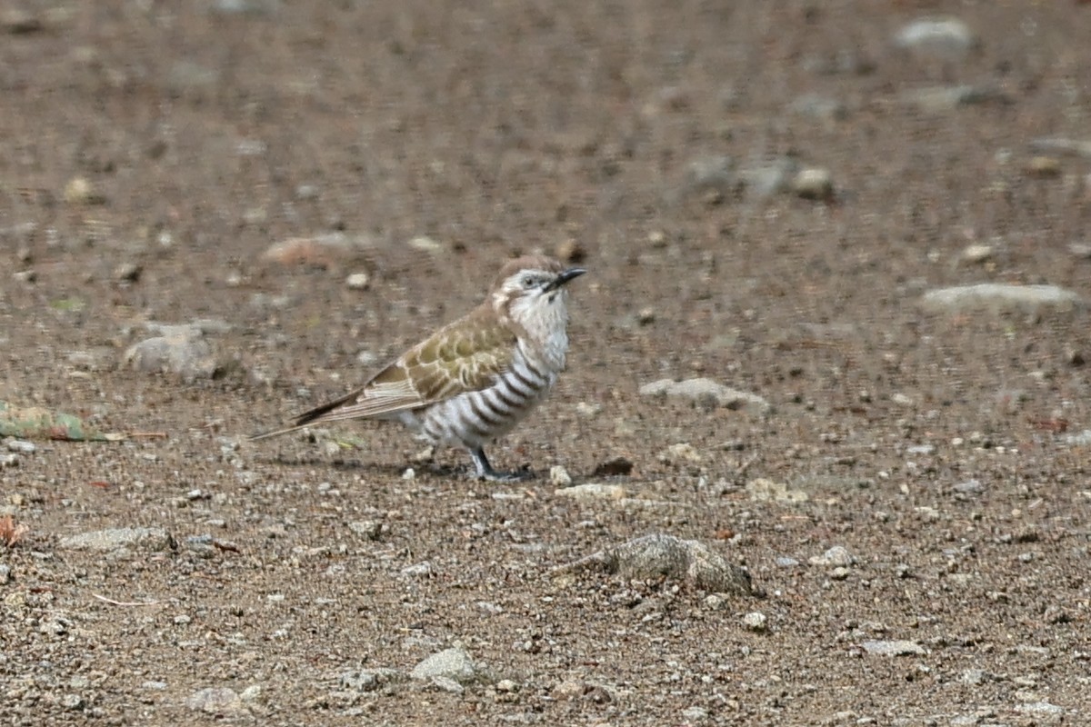 Horsfield's Bronze-Cuckoo - Paul Rowan