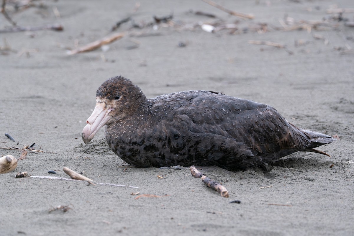 Northern Giant-Petrel - ML612547726