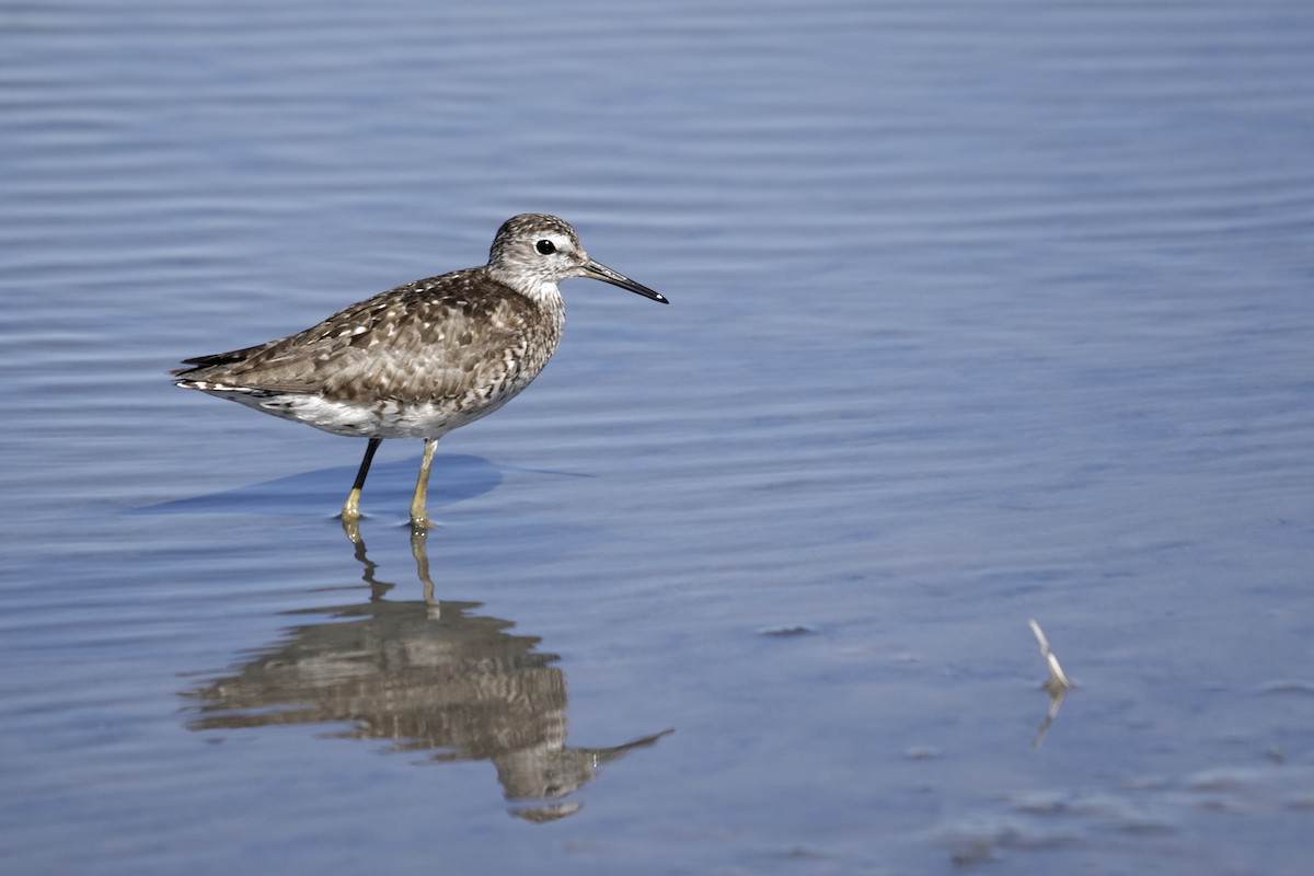 Wood Sandpiper - Bruno LEVASSEUR