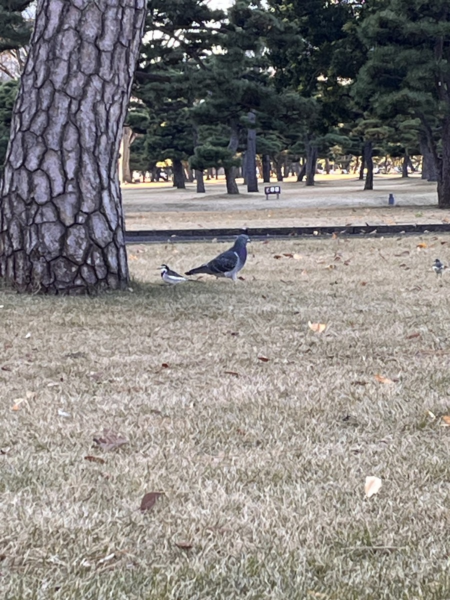 White Wagtail (Black-backed) - ML612547791