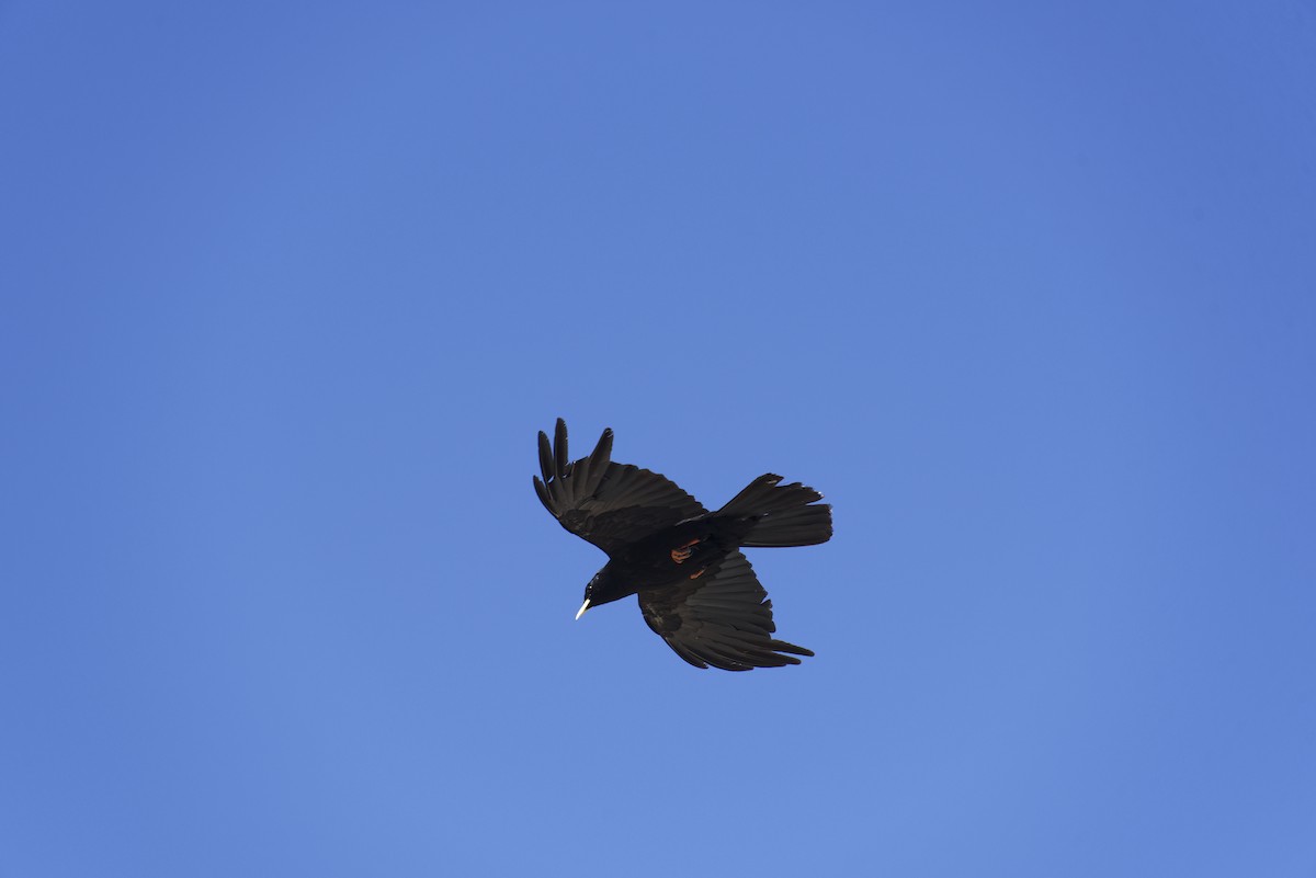 Yellow-billed Chough - ML612547811