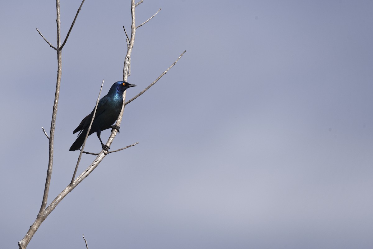 Greater Blue-eared Starling - Bruno LEVASSEUR