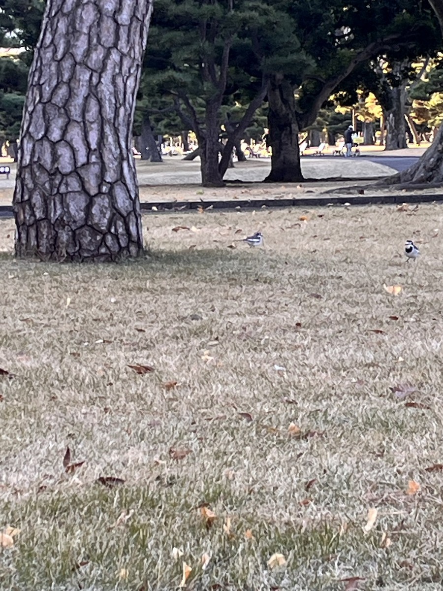 White Wagtail (Black-backed) - ML612547860