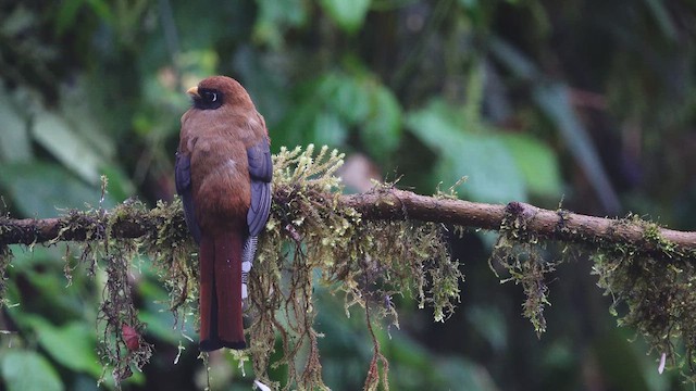 Trogon masqué - ML612547869