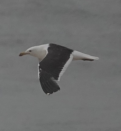 Kelp Gull - ML612547874