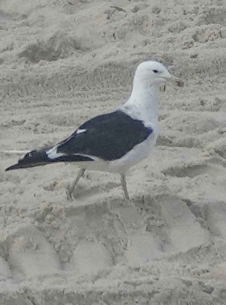Kelp Gull - ML612547875