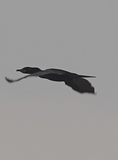 Neotropic Cormorant - ML612547892