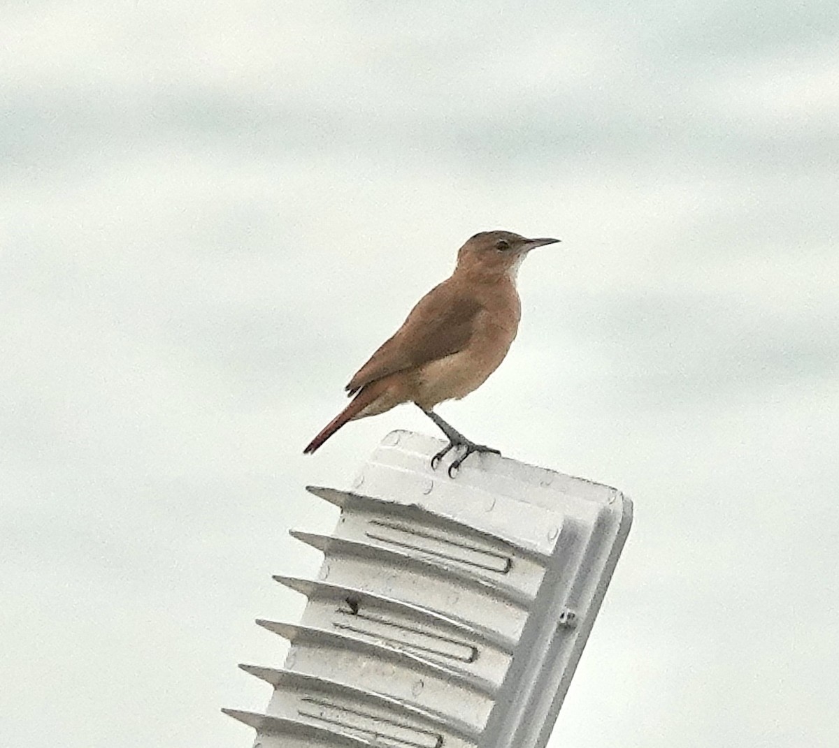 Rufous Hornero - ML612547895