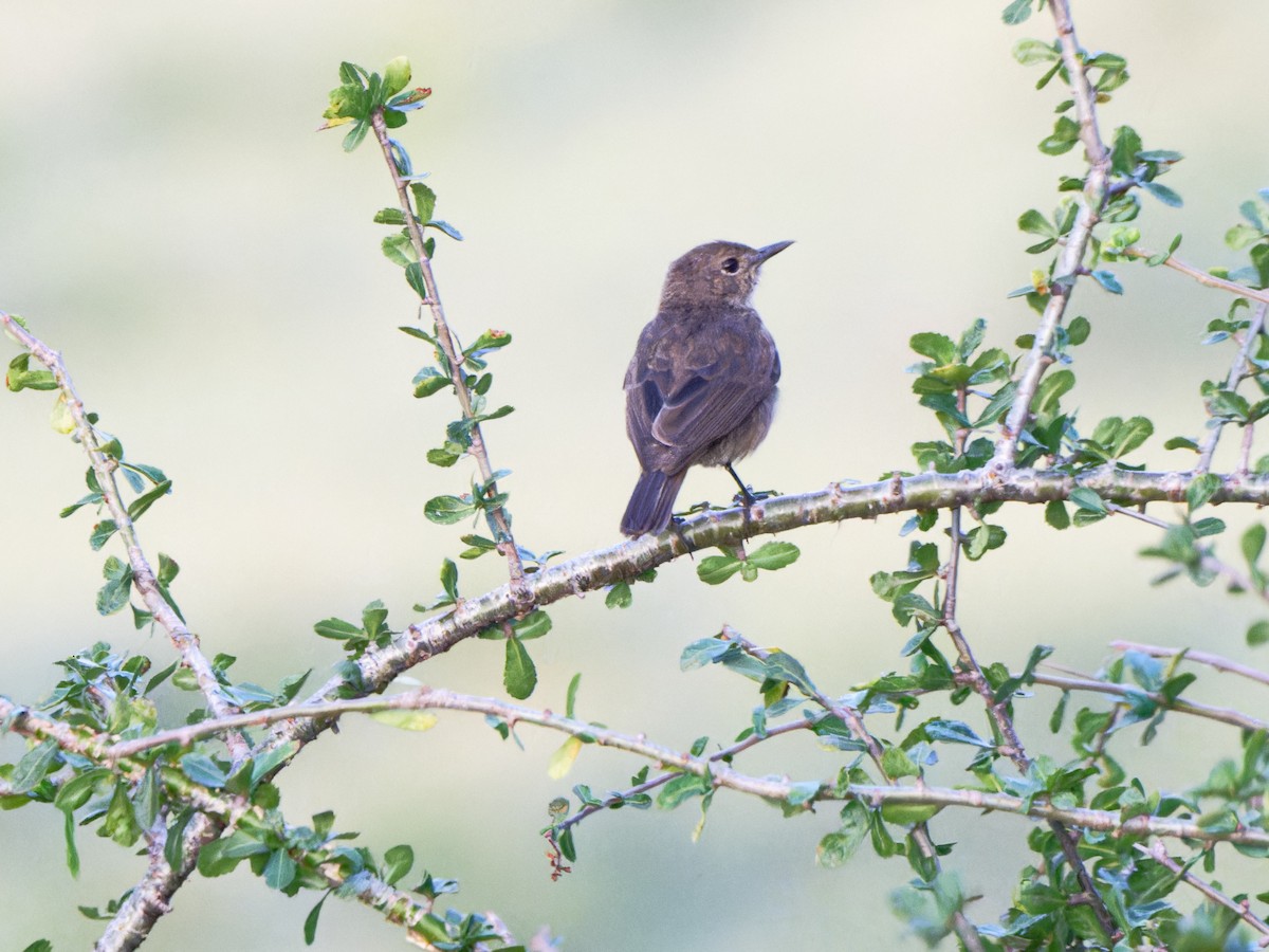 Brown-tailed Chat - ML612547983