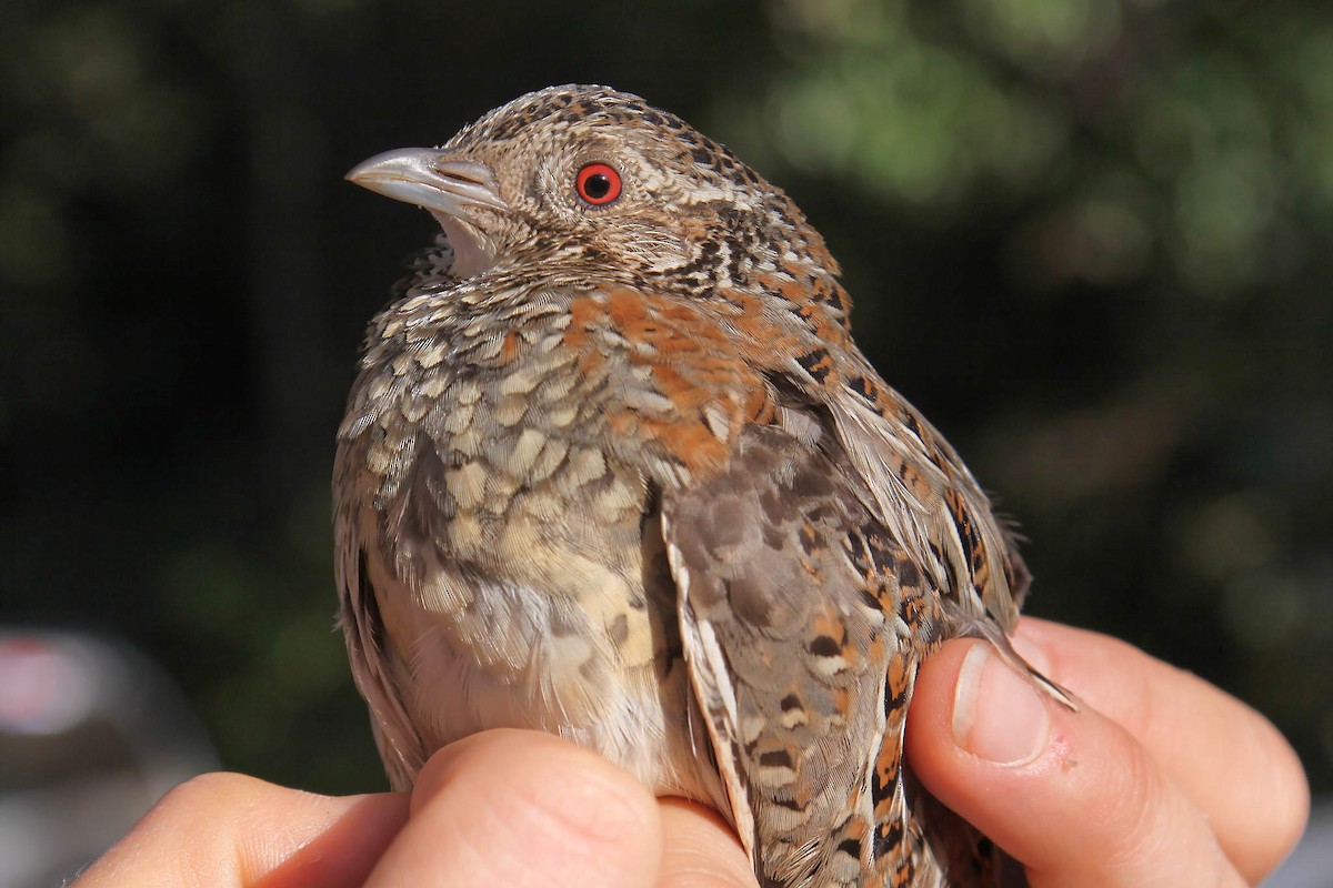 Painted Buttonquail - ML612547992