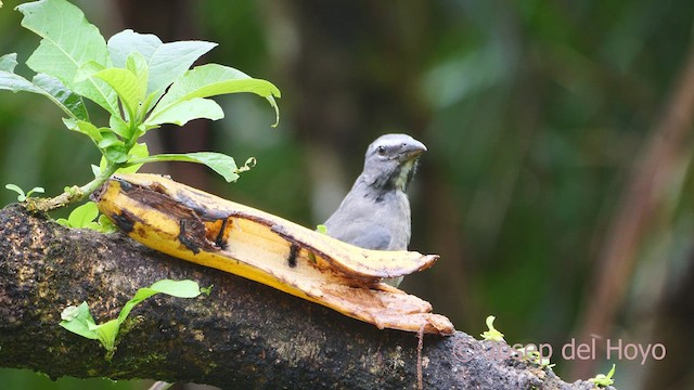 Cinnamon-bellied Saltator - ML612548001