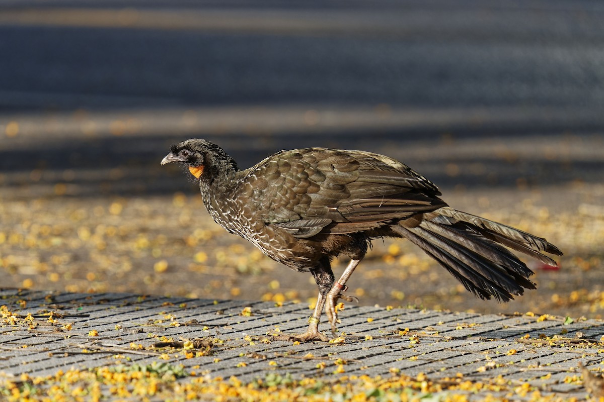 Dusky-legged Guan - ML612548042