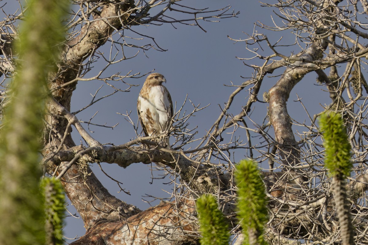 Madagascar Cuckoo-Hawk - ML612548052