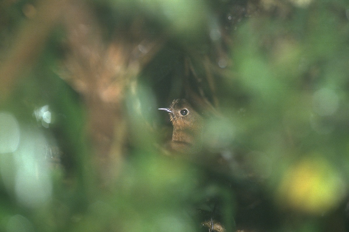 Bolivian Antpitta - ML612548056