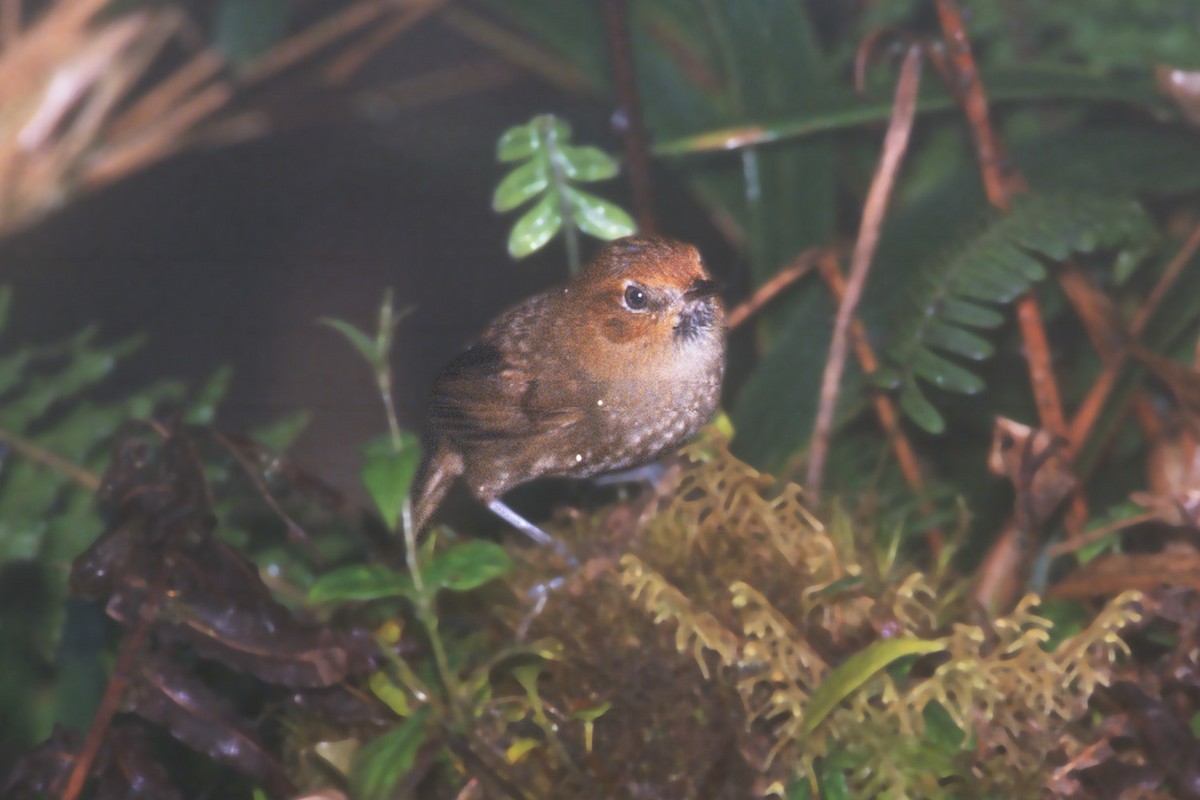 Black-throated Thistletail - ML612548058
