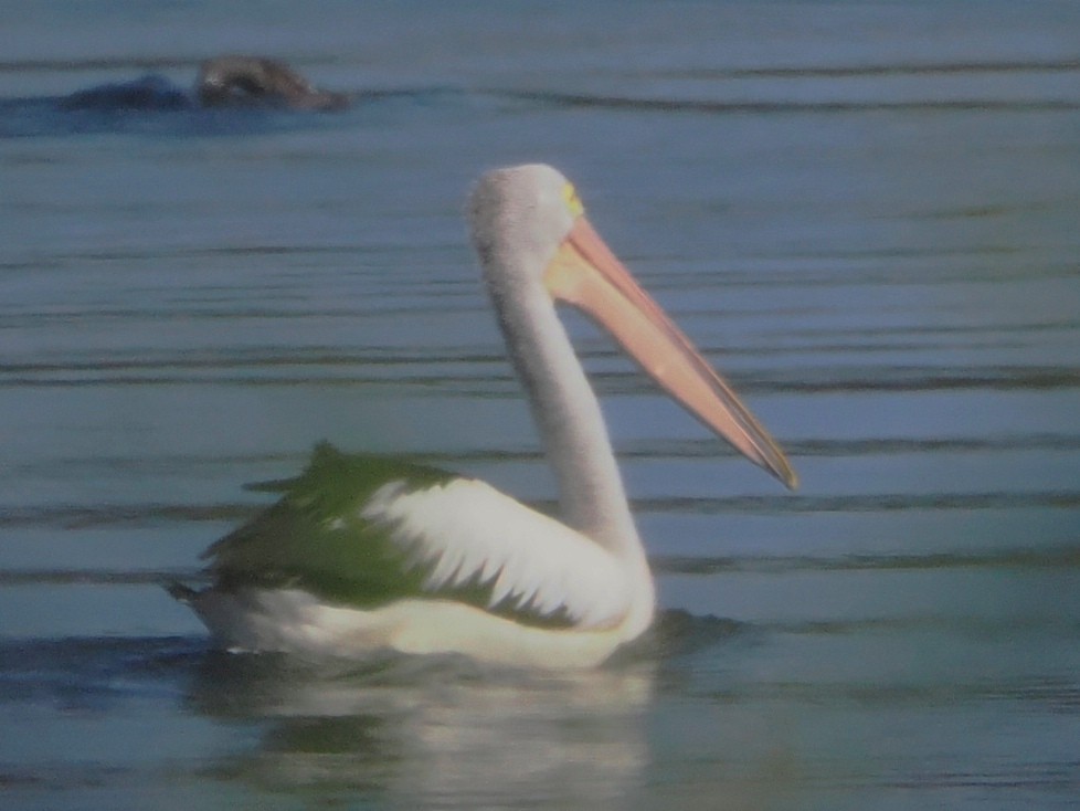 Australian Pelican - ML612548061