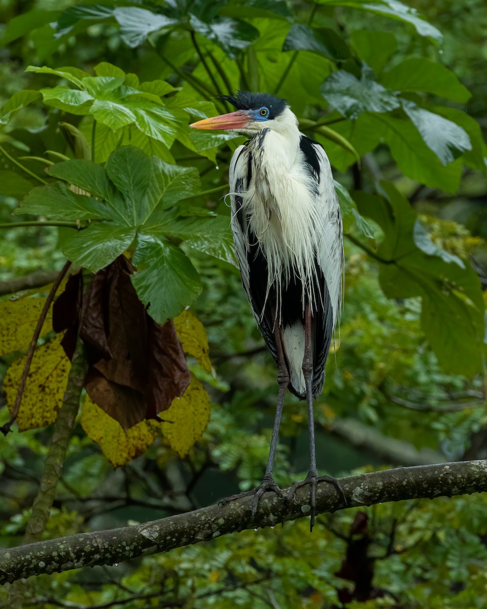 Cocoi Heron - David Monroy Rengifo