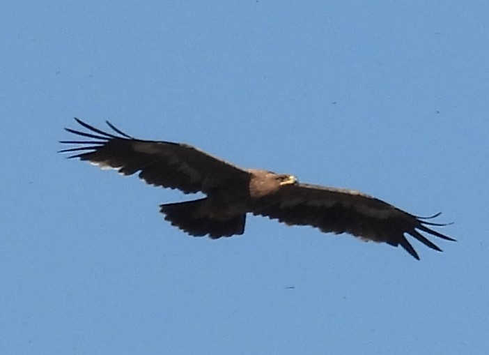 Águila Esteparia - ML612548305