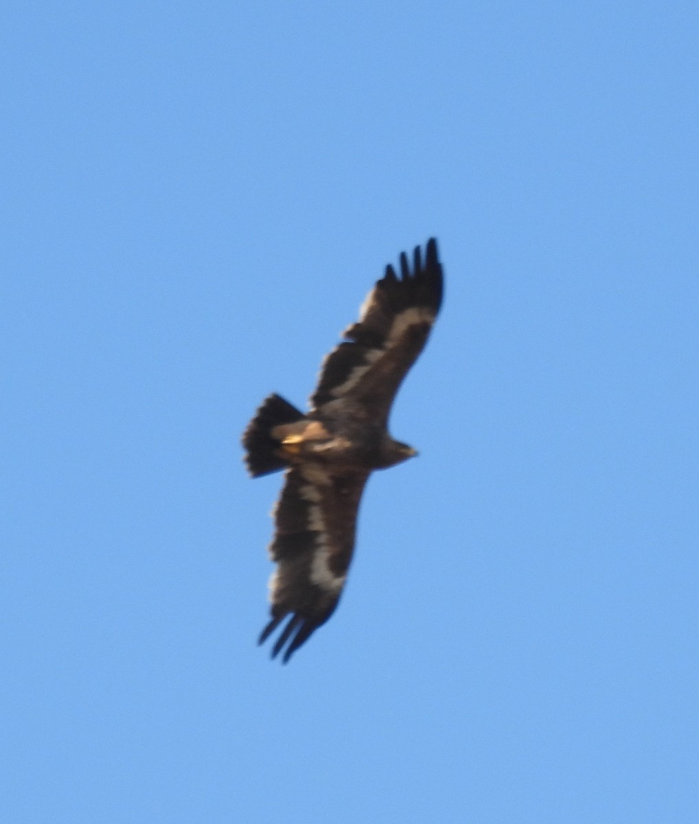 Steppe Eagle - Charlie Andrews