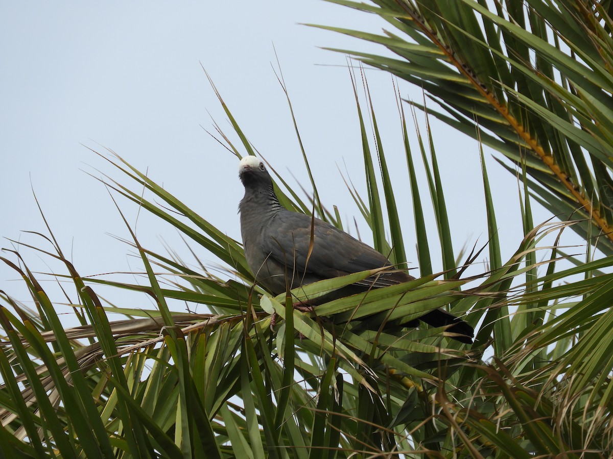 White-crowned Pigeon - ML612548412