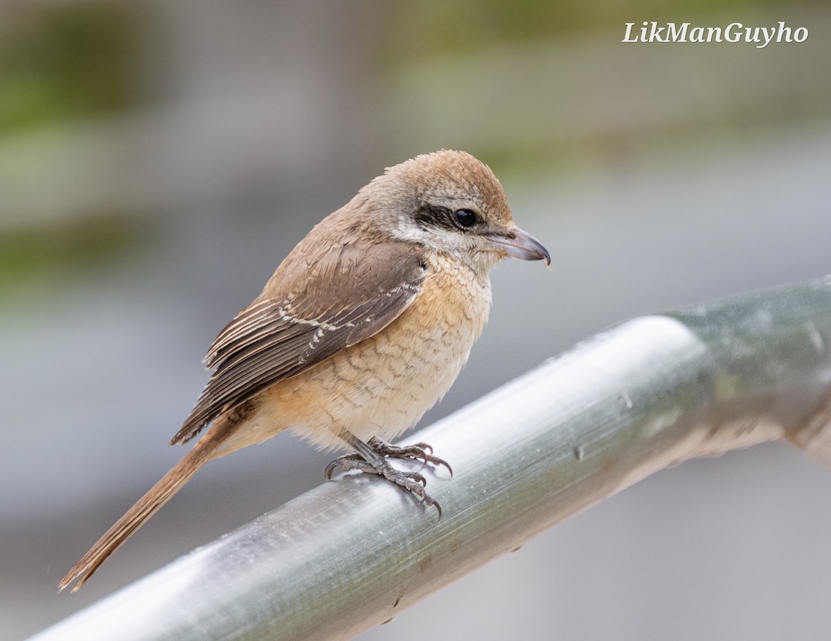 Brown Shrike - ML612548469