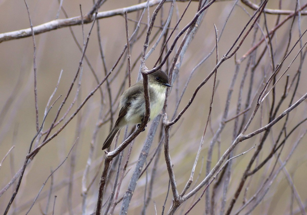 Eastern Phoebe - Vicki Bachner