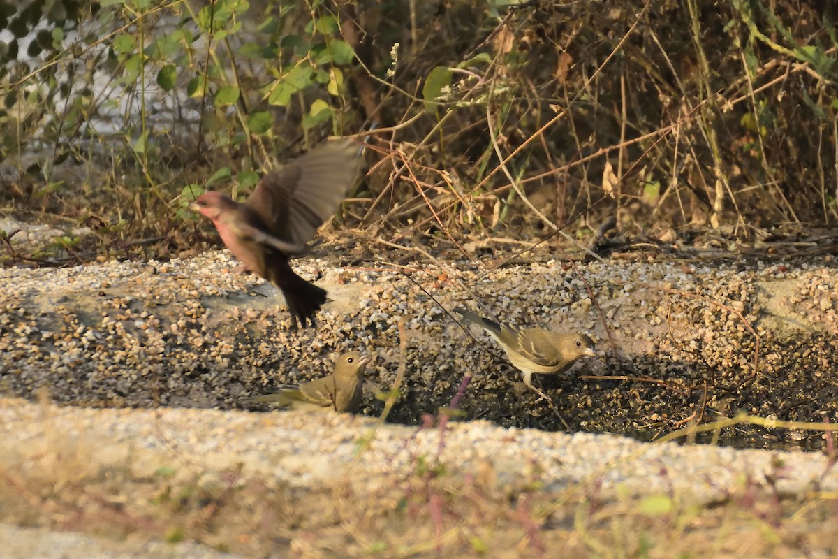 Common Rosefinch - ML612548575