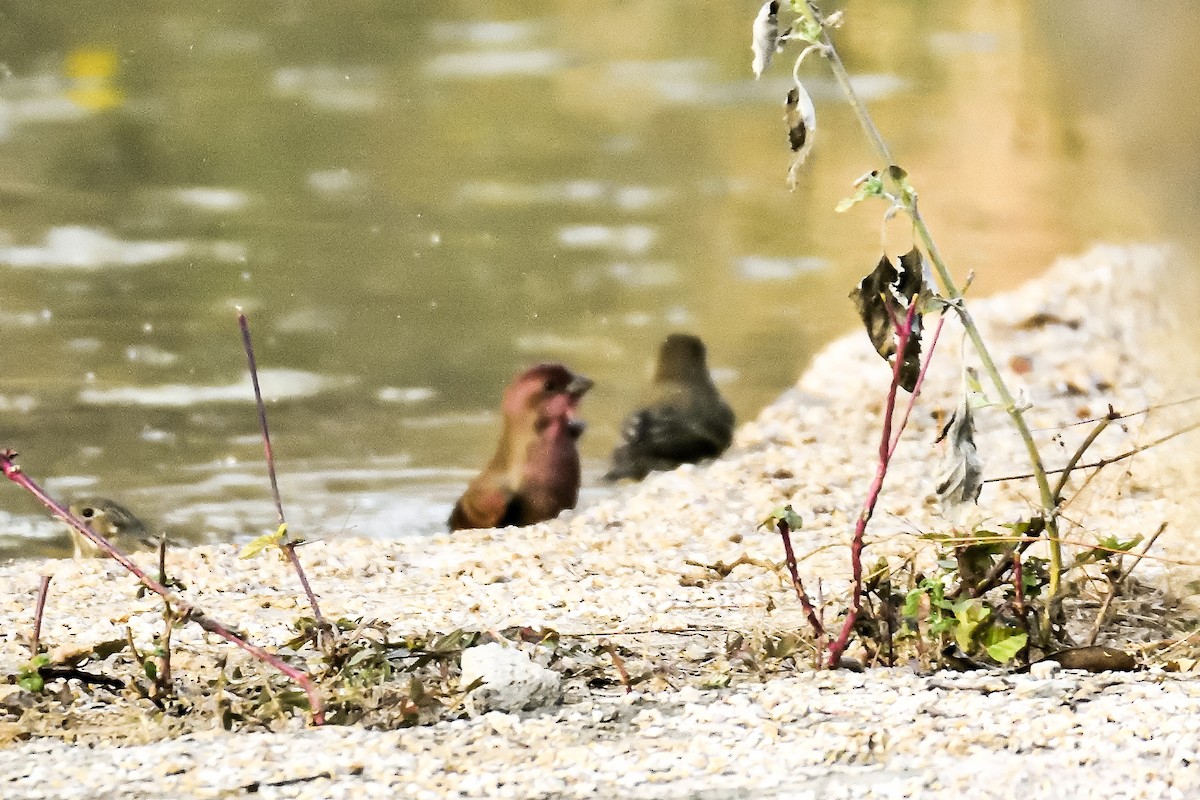 Common Rosefinch - ML612548576